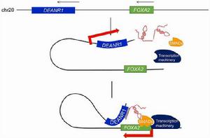 長非編碼rna 長非編碼rna