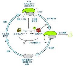 周期蛋白依賴性激酶