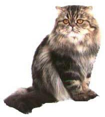 藍色虎斑重點色貓