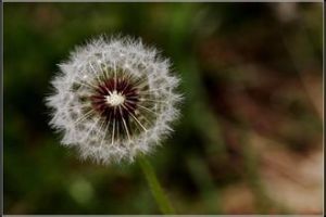 蒲公英組 蒲公英組