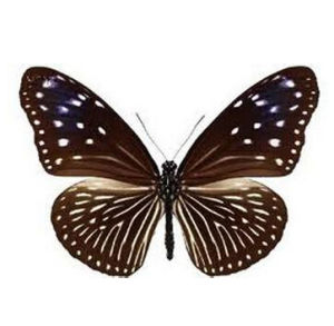 線紋紫斑蝶