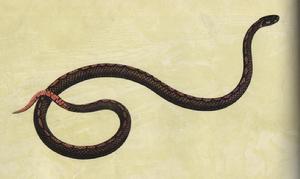菱斑小頭蛇
