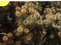 黃花鐵線蓮 黃花鐵線蓮