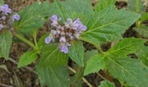 四楞筋骨草 四楞筋骨草