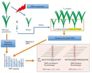 質量性狀 質量性狀
