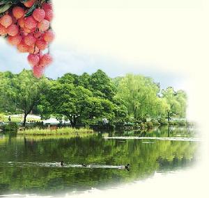 荔枝山村[廣東省陽江市陽東縣新洲鎮荔枝山村]