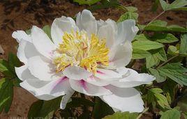 池塘曉月 池塘曉月