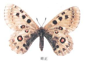 夏夢絹蝶 夏夢絹蝶