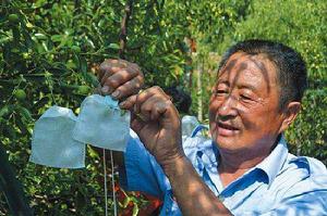 大姜村[安徽巢湖市槐林鎮轄村]