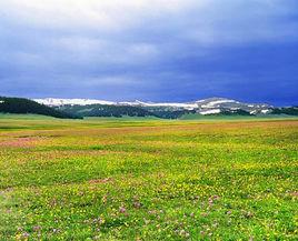 伊犁草原 伊犁草原