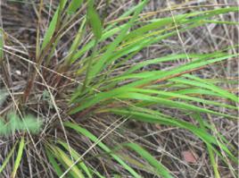 藥老[禾本科藥用植物]