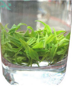 小葉苦丁茶 小葉苦丁茶