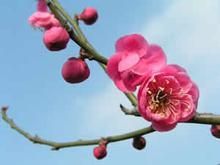 五寶照水梅 五寶照水梅