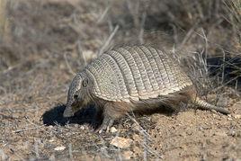 披毛犰狳 披毛犰狳