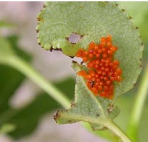 楊葉甲Chrysomela populi 的卵