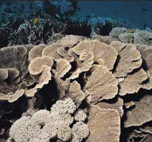 葉形表孔珊瑚