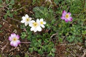 濕地銀蓮花 濕地銀蓮花