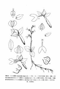 雲南齒唇蘭 雲南齒唇蘭