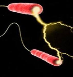 細菌電池 細菌電池