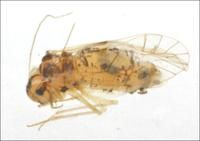 群棲石齧 群棲石齧