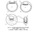 動物胚胎學 動物胚胎學