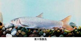 重口裂腹魚 重口裂腹魚