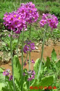 長果報春 長果報春