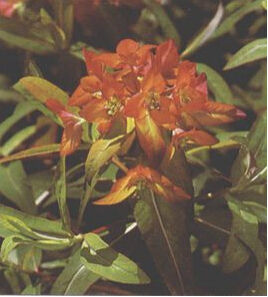 圓苞大戟 圓苞大戟