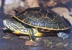 東部網斑龜 東部網斑龜