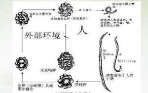 似蚓蛔線蟲生活史