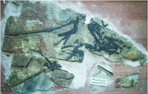 喙嘴龍亞目 喙嘴龍亞目