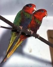 約瑟氏吸蜜鸚鵡博薩維亞種 約瑟氏吸蜜鸚鵡博薩維亞種