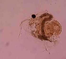 平突船卵溞 平突船卵溞