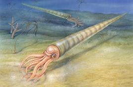 直殼鸚鵡螺 直殼鸚鵡螺