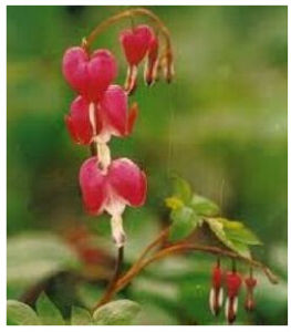 粉葉罌粟 粉葉罌粟