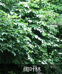 闊葉林 闊葉林