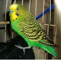 三日月鸚鵡 三日月鸚鵡