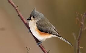 美洲鳳頭山雀 美洲鳳頭山雀