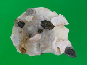 綴殼螺科 綴殼螺科