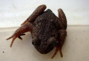 疣刺齒蟾 疣刺齒蟾