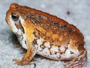 合附蟾科 合附蟾科