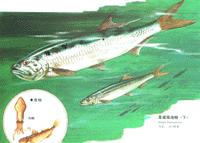 夏威夷海鰱 夏威夷海鰱