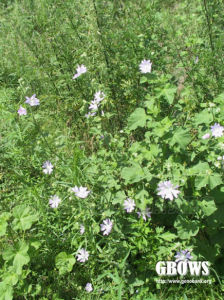 新疆花葵 新疆花葵