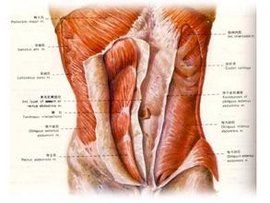 腹前外側壁 腹前外側壁