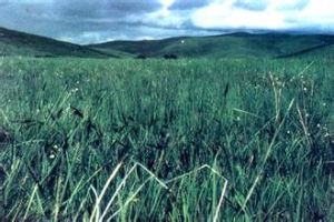 西藏苔草 西藏苔草