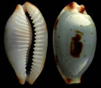 莎蘭塊斑寶螺 莎蘭塊斑寶螺