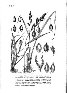 西來稗（變種）