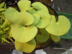 大腎葉狸藻 大腎葉狸藻