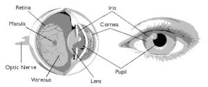 視網膜識別