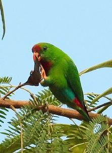 菲律賓短尾鸚鵡